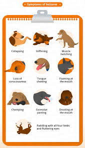 The symptom that defines epilepsy is recurrent seizures, which are caused by abnormal electrical activity in the brain. Dog Seizure Symptoms Natural Remedies Canna Pet