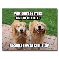 Laughing Golden Retriever Funny Shellfish Joke Postcard Zazzle Com Cute Jokes Dog Jokes Golden Retriever Funny