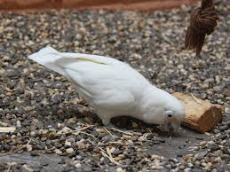 You can imagine how much it can have learned in such a lifetime! Cacatua Goffiniana Goffin S Cockatoo In Zoos