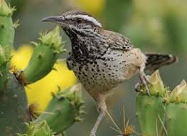 Birds Of The Southwestern Desert Cactus Wren A Conspicuous Sight And Sound Of The Southwestern Deserts The Cactus Wren Is The Largest Wren In North Cactus Wren Arizona Birds Backyard Birds
