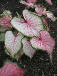 Caladium Pearl