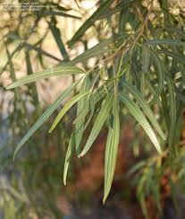 Plantfiles Pictures Searsia Species African Sumac Bastard Willow Karee Karroo Tree Willow Rhus Searsia Lancea By Growin