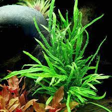 Best Aquarium Plants Java Fern Can Be Tied To Wood Rocks Or Planted In Gravel They Tolerate Low Light And Freshwater Aquarium Plants Planted Aquarium Plants