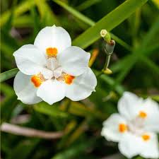 Image result for Dietes