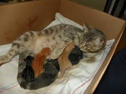 Female cats must be at least 4 months of age; Should A Pregnant Cat Be Spayed Meoowzresq