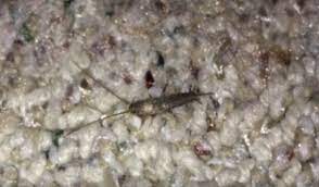 Pe baza instrumentului de plata se fac inregistrari in conturile partenerilor de la bancile lor care atesta. Como Eliminar El Pececillo De Plata O Sardineta Nexles