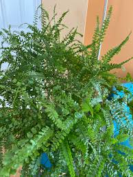 Image result for Adiantum hispidulum
