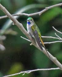 Grey Bird With Large Beak Grey Bellied Comet Taphrolesbia Griseiventris Is A Large Hummingbird With A Long Beak And A Deeply Forked Tail Growing To 5 5 To 6 7 The Upperpa