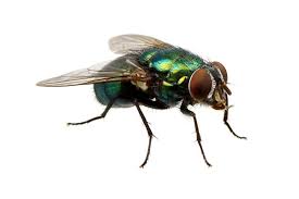 Find a pest control professional. How To Get Rid Of Flies What You Need To Know Terminix