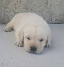 Beautiful black, chocolate, white, yellow lab puppies for sale. Labrador Retriever Puppy For Sale In Woodburn Indiana Labradorretriever Labradorretrieverpuppy Labrador Retriever Puppies English Labrador Retriever Puppy
