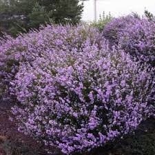 Image result for Coleochloa