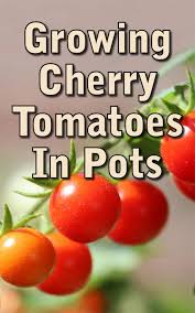 A five gallon bucket of dirt is equal to approximately 39 pounds. Growing Cherry Tomatoes In Pots Is Perfect For Everyone Countryside