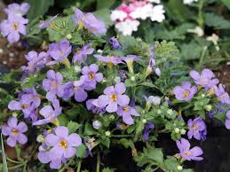 Bacopa 'purple knight' other names. Bacopa Drweil Com