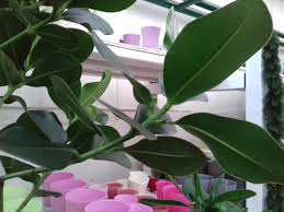 Image result for Ficus verruculosa