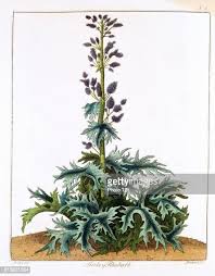 نتیجه جستجوی لغت [cathartic] در گوگل