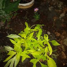 It is commonly used for mass planting, a window box display, or containers. Ipomoea Batatas Sweet Caroline Green Sweet Potato Vine Sweet Caroline Green In Gardentags Plant Encyclopedia