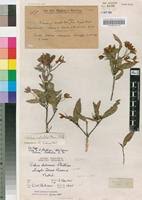 Image result for Ochna natalitia