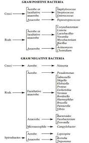 oxygen requirements for pathogenic bacteria learn