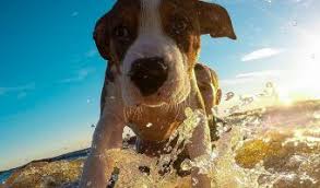 What Is A Water Puppy Hint It S Probably Not What You Think It Is Dogs All Dogs Puppies