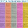 Puppy culture program jane killion. 1