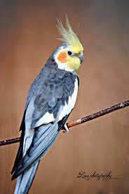 Exotic Birds You Can Have As Pets Bloggen Er Fjernet Pet Birds Pet Birds Parrots Cockatiel
