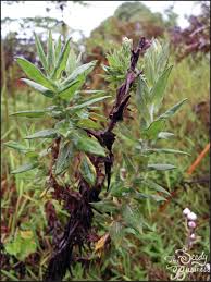 Image result for Ceropegia meyeri-johannis