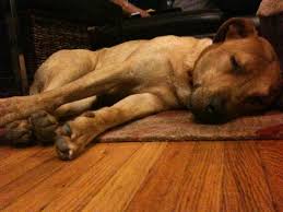 Es suchen noch ein paar rüden ihren kuschelplatz unser lang ersehnter nachwuchs ist. Guess My Mutt S Breed Lab Pitt Ridgeback Puppy Forum And Dog Forums