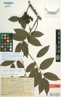 Image result for Xylopia acutiflora