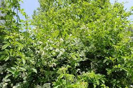 Image result for Polysphaeria multiflora