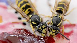 I am often asked the question: Can You Really Be Fined 50 000 For Killing A Wasp In Germany Euronews