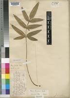 Image result for Pteris burtonii