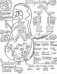 Have A Hard Time Getting Students To Take Notes Sometimes A Picture Is Worth A Thousand Words Sketch Notes Are Biology Lessons Sketch Notes Teaching Biology