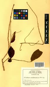 Image result for Antidesma membranaceum