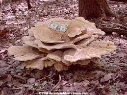 Hen of the wood, sheepshead mushroom, . Hen Of The Woods Maitake Or Sheepshead Mushroom Grifola Frondosa Americanmushrooms Com