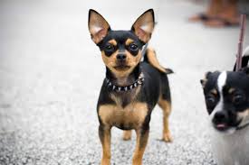 We personalize this pet ornament with your favorite dog's name. Chihuahua My Doggy Rocks