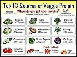 So Where Do You Get Your Protein Plant Trainers