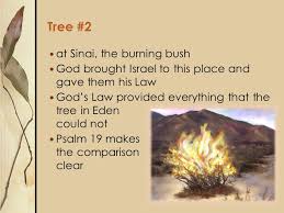 We did not find results for: And What They Teach Us Three Trees Tree 1 The Garden In Eden The Tree Of The Knowledge Of Good And Evil Gen 2 9 17 The Tree Served As God S Way Ppt Download