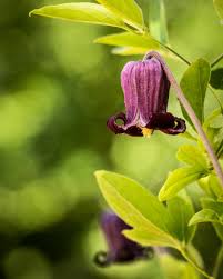 Image result for Clematis hirsuta