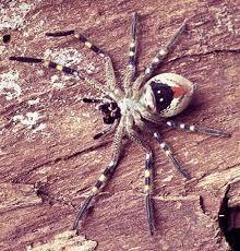 This spider looks like a badge huntsman in the genus neosparassus (formerly olios). Badge Huntsman Spiders The Australian Museum