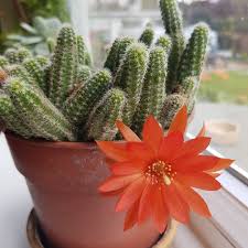 Your orange cactus flowers stock images are ready. Green Cactus And Orange Flowers Free Image Peakpx