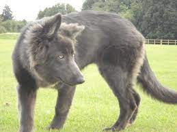 Maybe you would like to learn more about one of these? Blue Colored German Shepherds Blue German Shepherd Shepherd Puppies German Shepherd Dogs