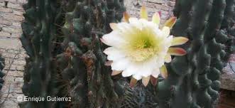 She knows a lot about different plants. When Are Cacti In Bloom Botanical Online