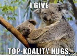 Koala Hugs Funny Koala Koala Bear Koala Meme