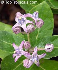 2233 Calotropis Gigantea Giant Milkweed Arka 3 Gal Pot Giant Milkweed Giant Calotrope Lilac Colored Flowers Can Be Milkweed Trees To Plant Hardy Plants