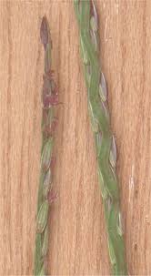 Image result for Digitaria maitlandii
