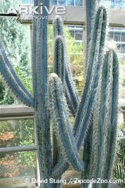The drama unfolded on the giant saguaro cactus in arizona's sonoran desert. 100 Tall Cactus Ideas Tall Cactus Cactus Cactus Plants