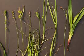 Image result for Cassipourea ndando