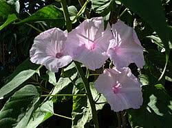 Image result for Ipomoea dichroa
