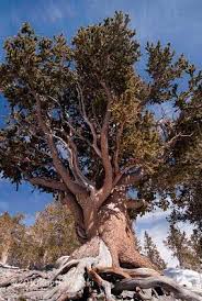 Southern Nevada Outside The Raintree Nevada Travel Bristlecone Pine The Great Outdoors