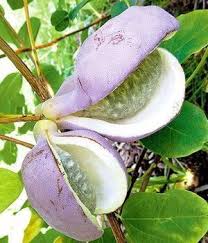 Kunden von baldur können im online shop aus einem breiten sortiment auswählen. Kletterpflanzen Rankpflanzen Online Bestellen Bei Baldur Garten Kletterpflanzenwinterhart Kletterpflanzen Rankpflanzen Online Bestel In 2020 Fruit Clematis Garden